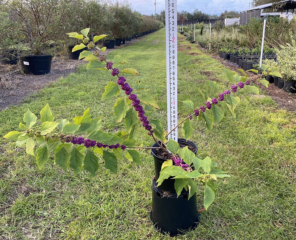 callicarpa-americana-american-beautyberry