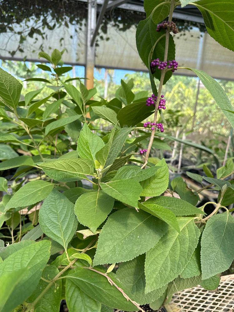 callicarpa-americana-american-beautyberry