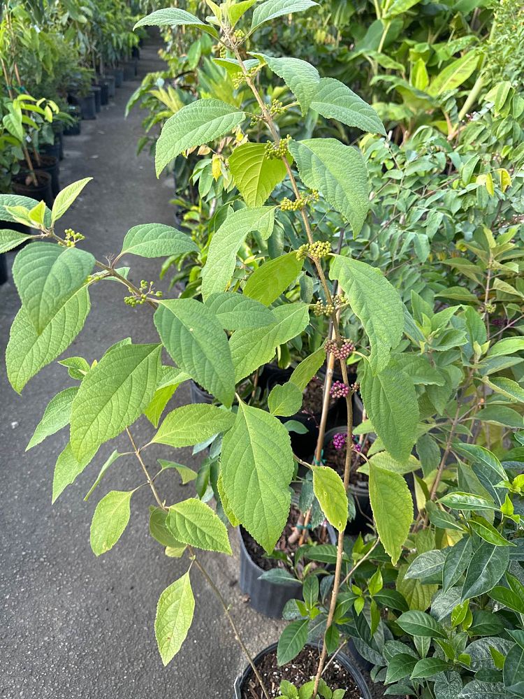 callicarpa-americana-american-beautyberry