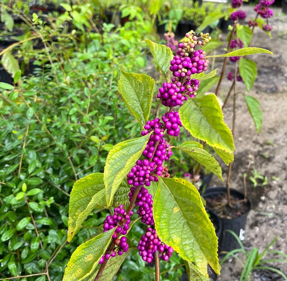 callicarpa-americana-american-beautyberry