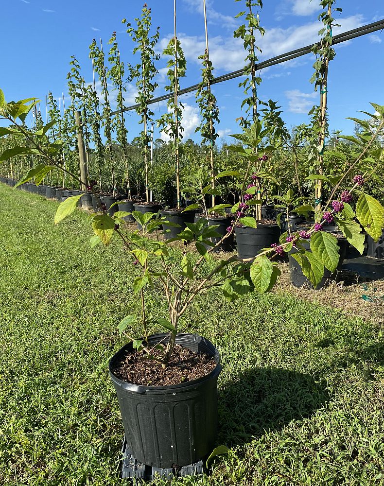 callicarpa-americana-american-beautyberry