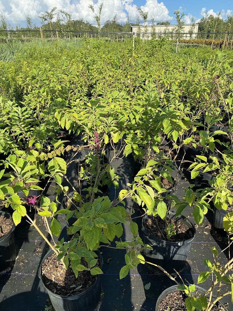 callicarpa-americana-american-beautyberry