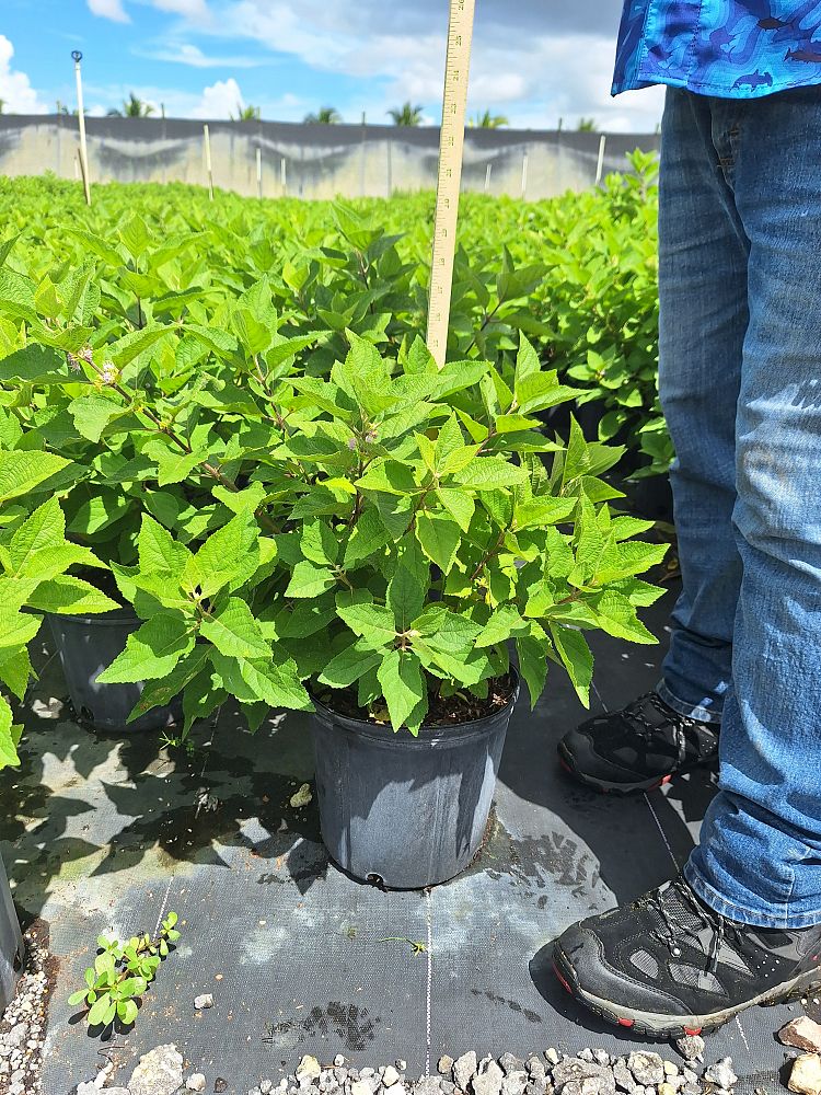 callicarpa-americana-american-beautyberry