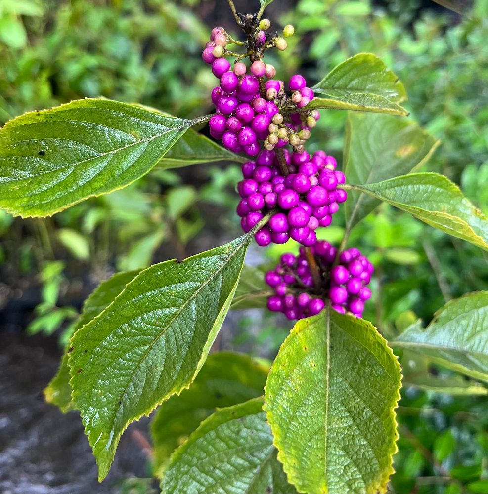 callicarpa-americana-american-beautyberry