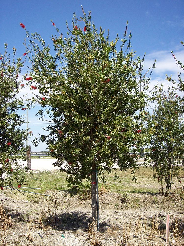 callistemon-red-cluster-bottlebrush