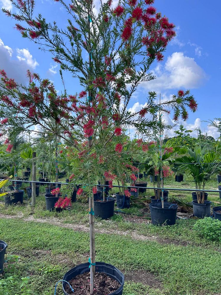 callistemon-viminalis-weeping-bottlebrush