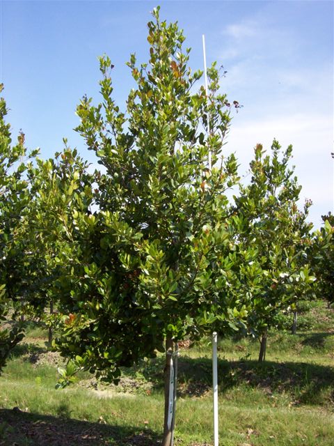 calophyllum-brasiliense-calophyllum-antillanum-brazilian-beautyleaf