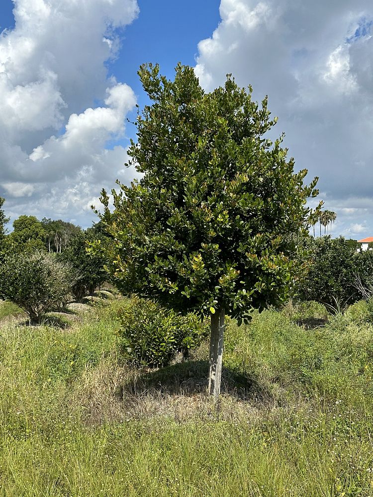 calophyllum-brasiliense-calophyllum-antillanum-brazilian-beautyleaf