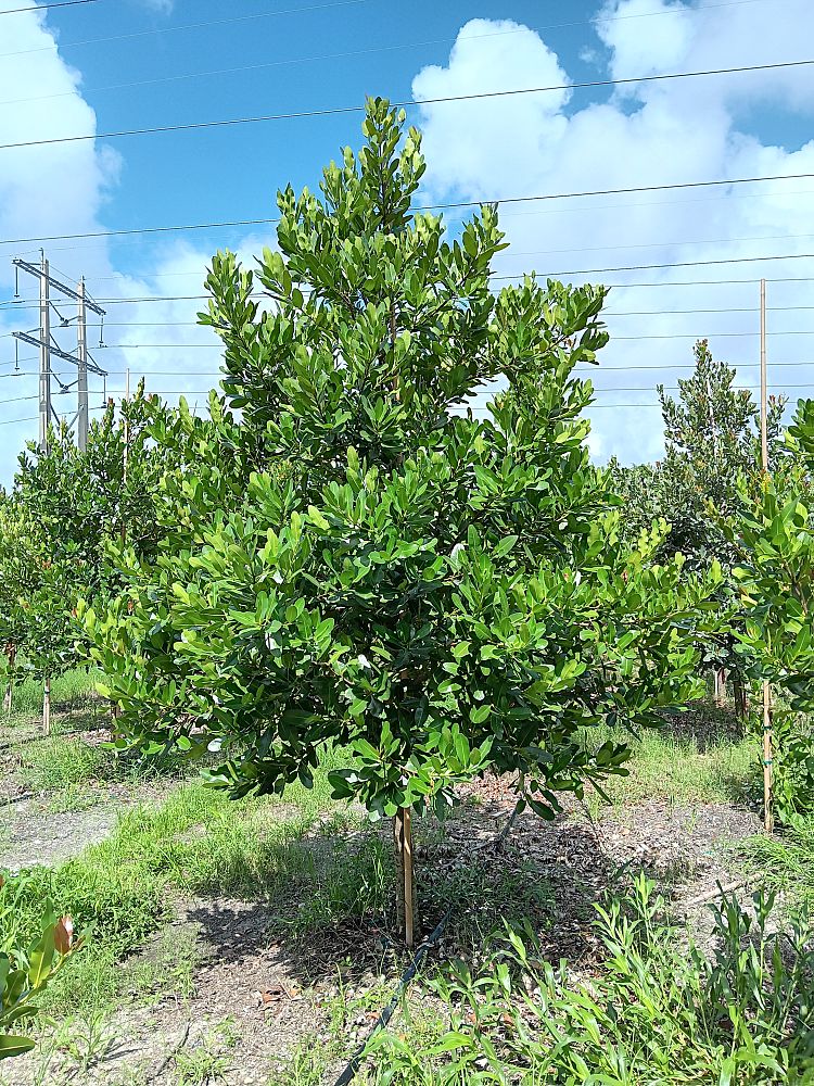 calophyllum-brasiliense-calophyllum-antillanum-brazilian-beautyleaf