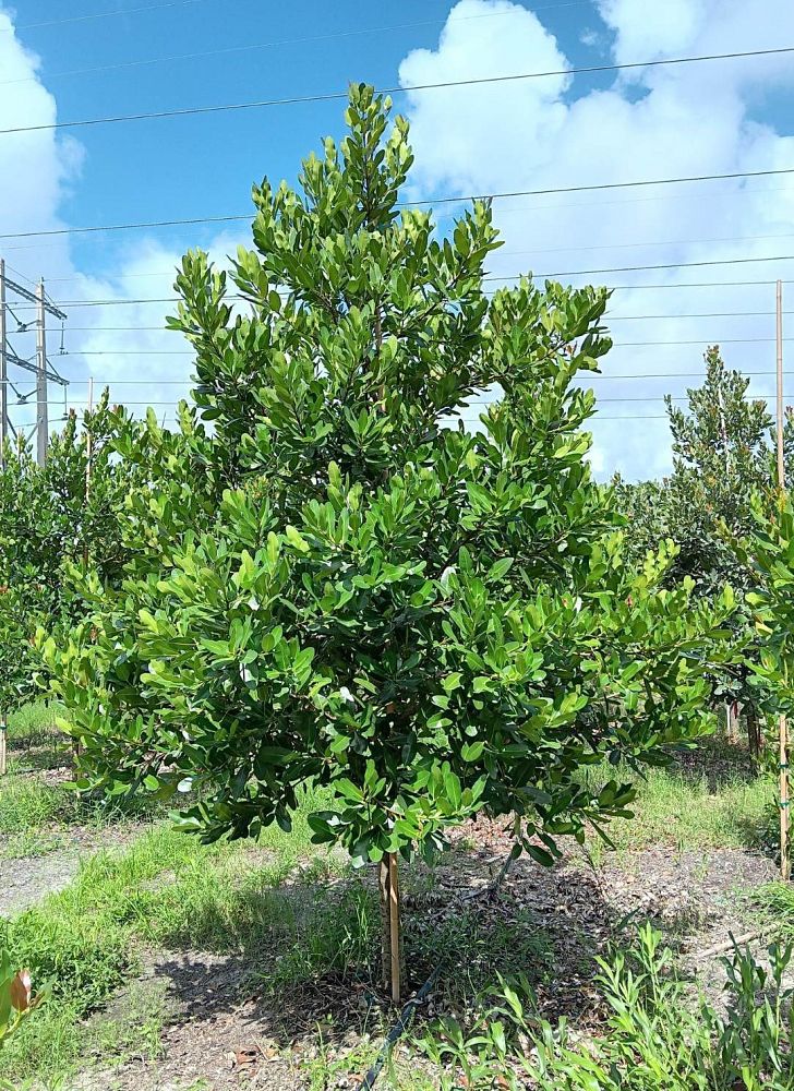 calophyllum-brasiliense-calophyllum-antillanum-brazilian-beautyleaf