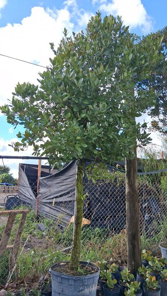 calophyllum-brasiliense-calophyllum-antillanum-brazilian-beautyleaf