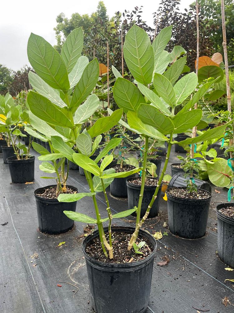 calotropis-gigantea-giant-milkweed-crown-flower