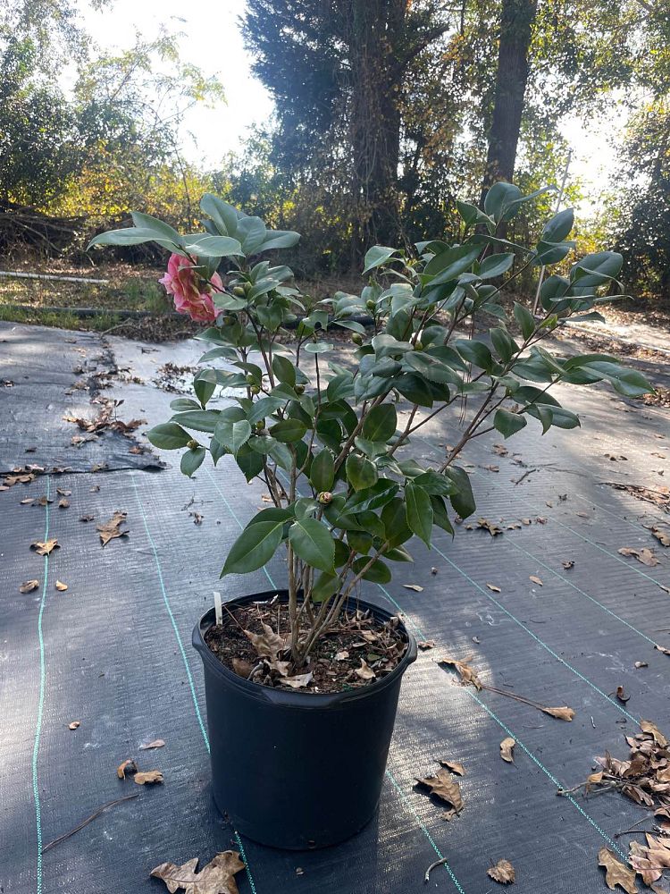 camellia-japonica-debutante-japanese-camellia