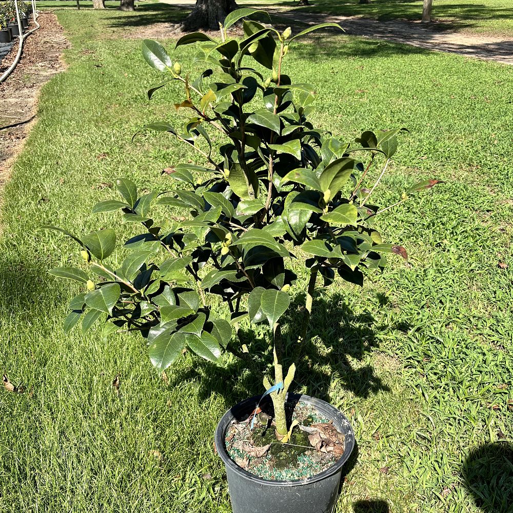 camellia-japonica-laura-walker-japanese-camellia