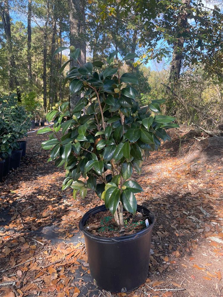 camellia-japonica-laura-walker-japanese-camellia