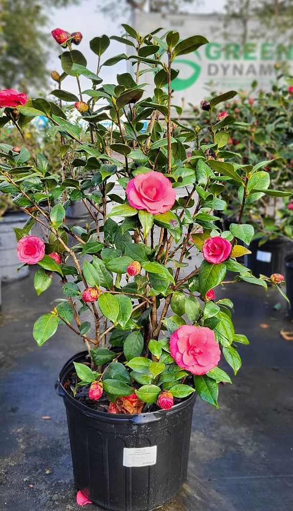 camellia-japonica-mathotiana-rubra-japanese-camellia