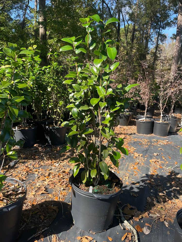 camellia-japonica-morning-glow-japanese-camellia