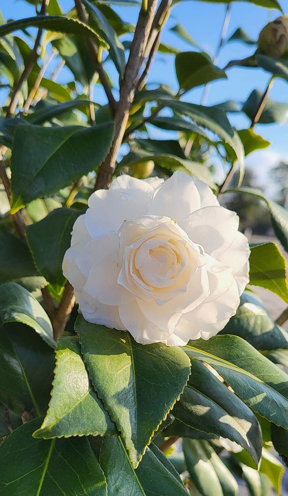 camellia-japonica-sea-foam-japanese-camellia