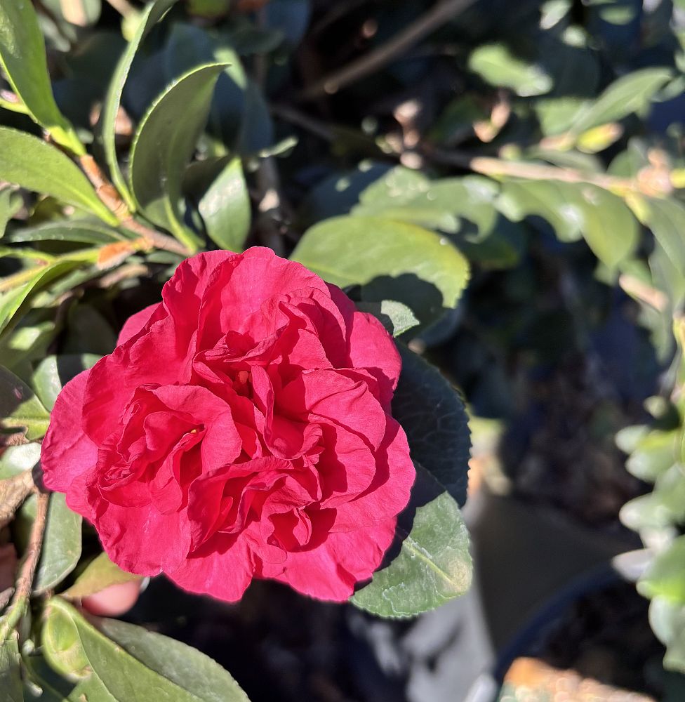 camellia-sasanqua-bonanza-autumn-camellia