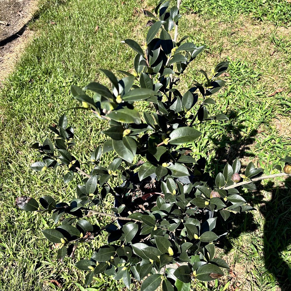 camellia-sasanqua-kanjiro-autumn-camellia