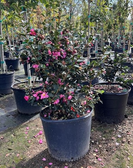 camellia-sasanqua-kanjiro-autumn-camellia