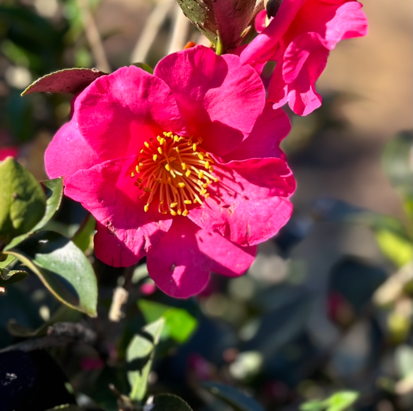 camellia-sasanqua-kanjiro-autumn-camellia