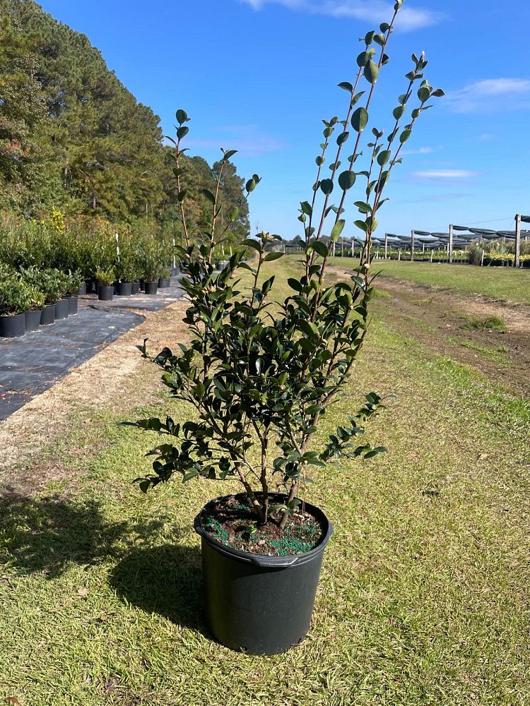 camellia-sasanqua-kanjiro-autumn-camellia