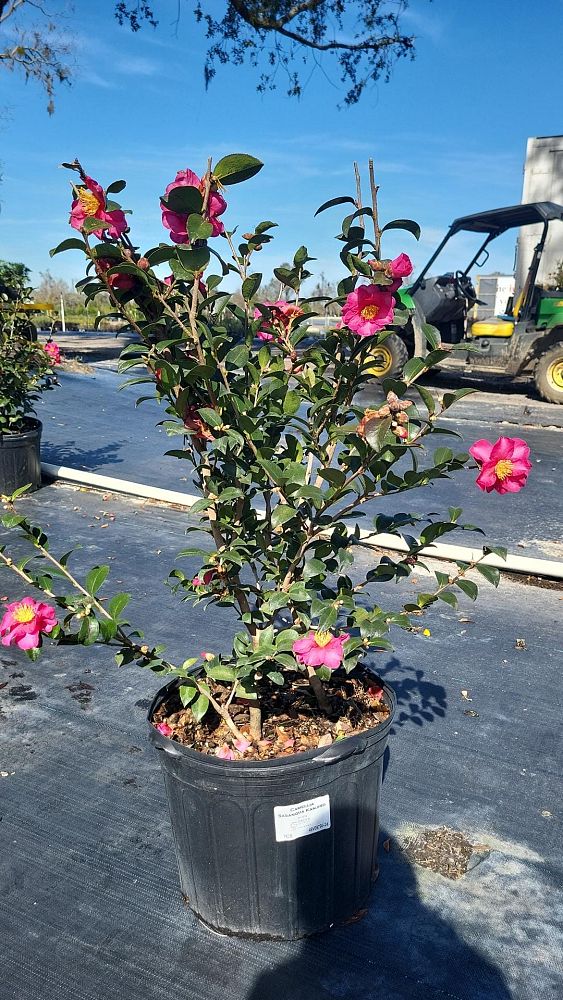 camellia-sasanqua-kanjiro-autumn-camellia