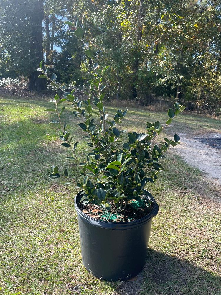 camellia-sasanqua-mine-no-yuki-camellia-snow-on-the-mountain