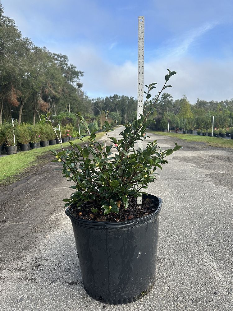 camellia-sasanqua-shishi-gashira-autumn-camellia