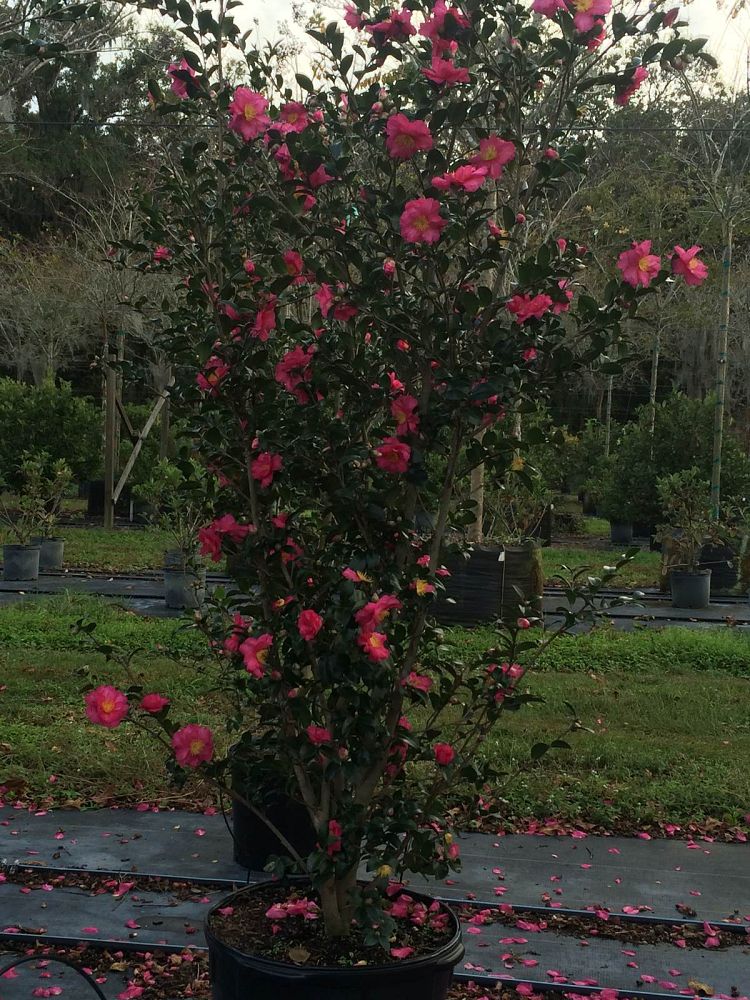 camellia-sasanqua-sparkling-burgundy-autumn-camellia