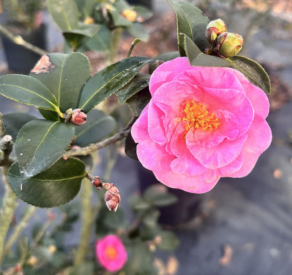 camellia-sasanqua-stephanie-golden-autumn-camellia