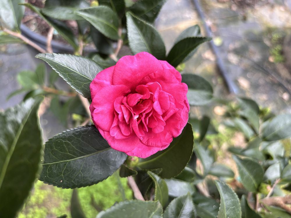 camellia-sasanqua-tdn-1111-alabama-beauty-trade-camellia