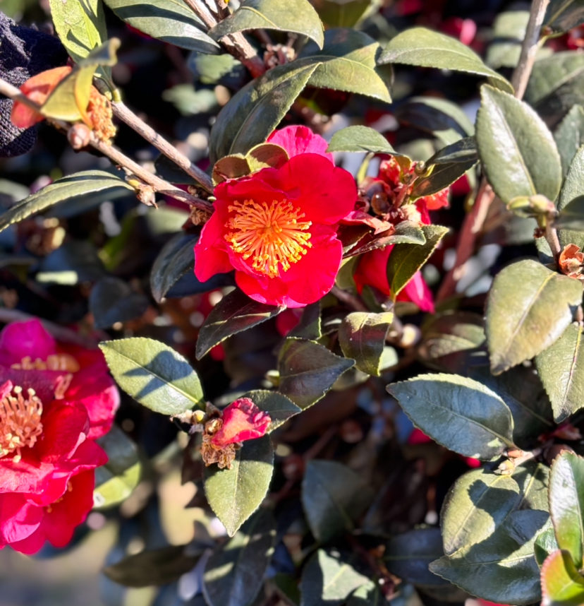 camellia-sasanqua-yuletide-autumn-camellia