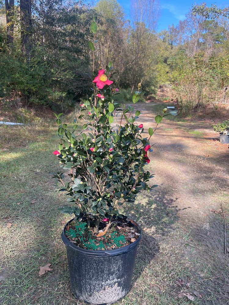 camellia-sasanqua-yuletide-autumn-camellia