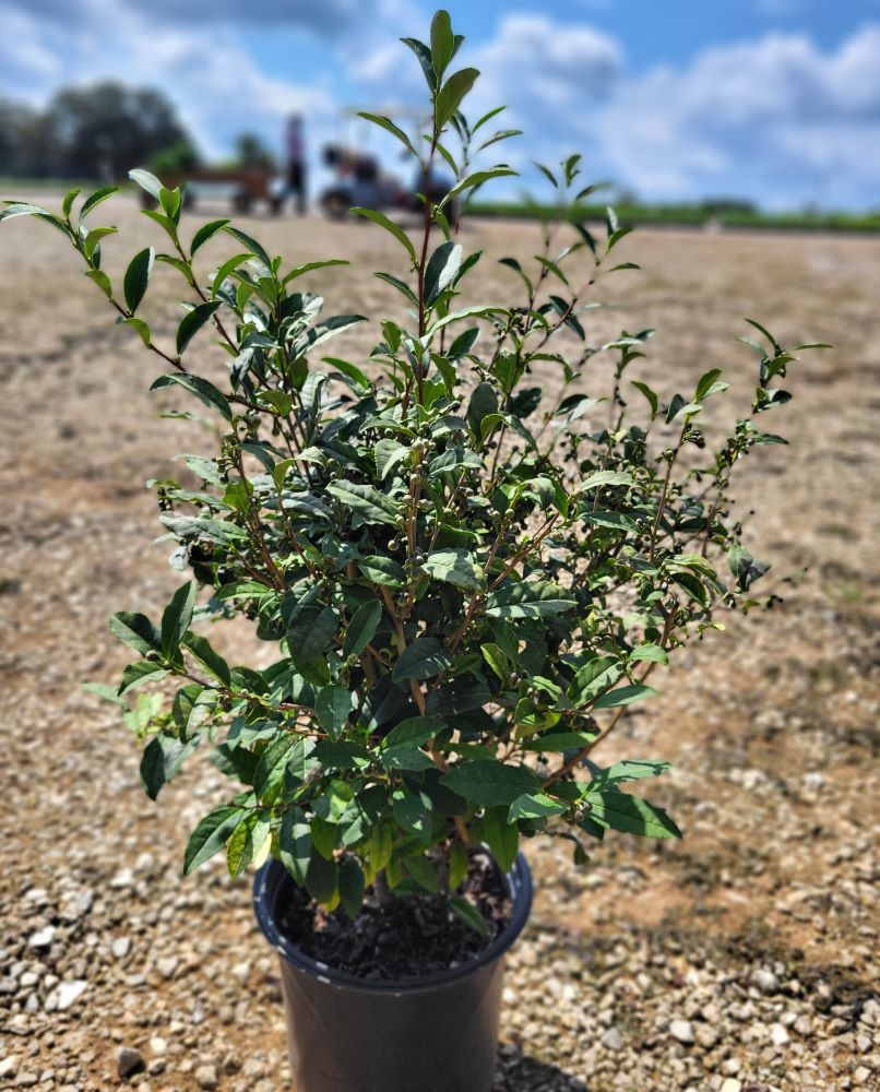 camellia-sinensis-var-sinensis-tea-plant-small-leaf-tea-plant