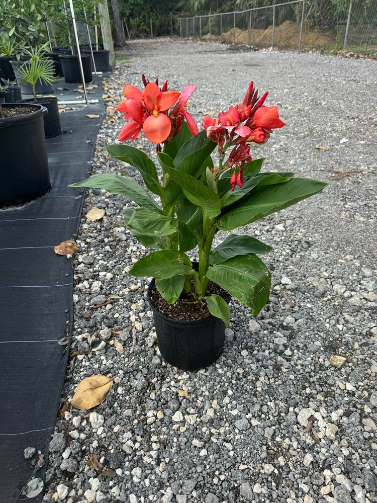 canna-canna-lily