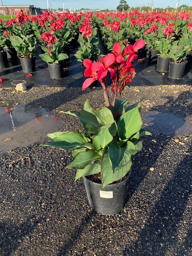 canna-generalis-cannova-rose-canna-lily