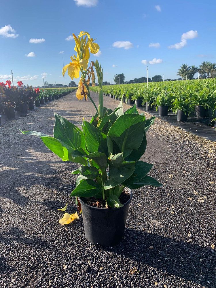 canna-generalis-cannova-yellow-canna-lily