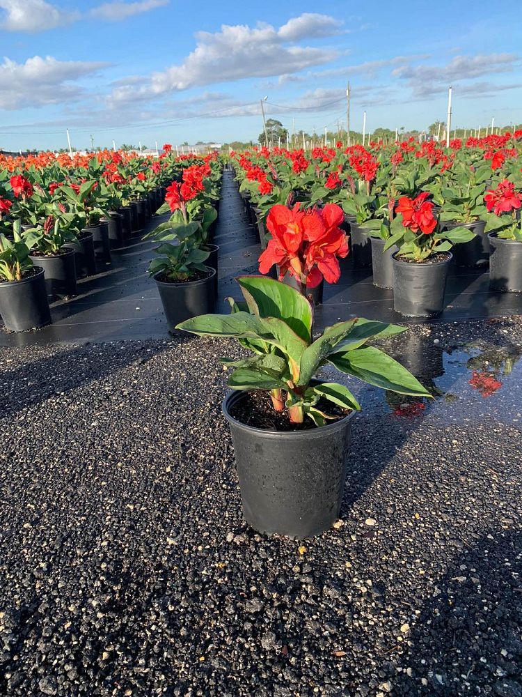 canna-generalis-tropical-red-canna-lily