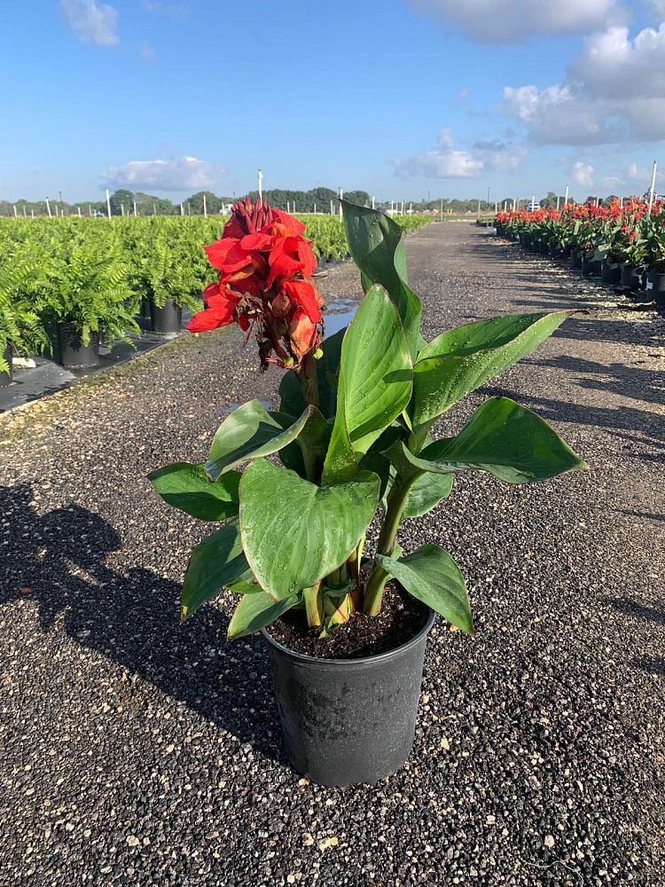 canna-generalis-tropical-red-canna-lily