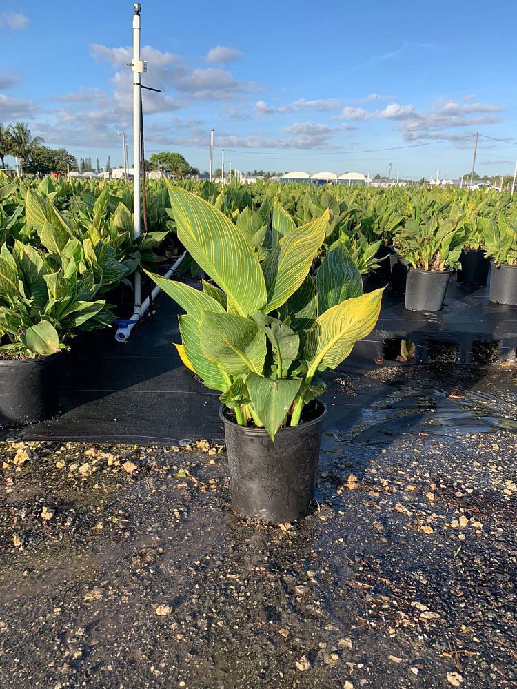 canna-generalis-tropicanna-gold-canna-lily