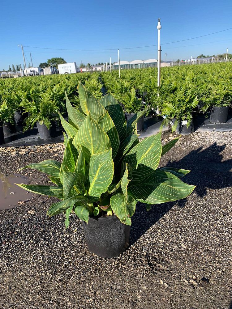 canna-generalis-tropicanna-gold-canna-lily