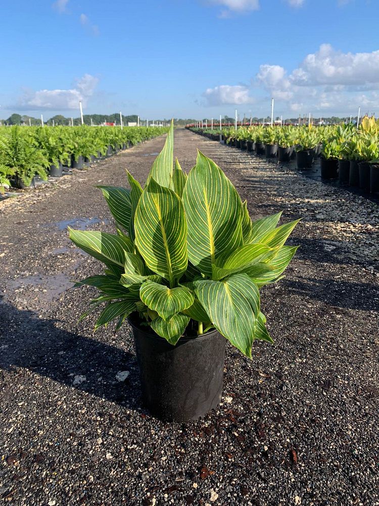 canna-generalis-tropicanna-gold-canna-lily