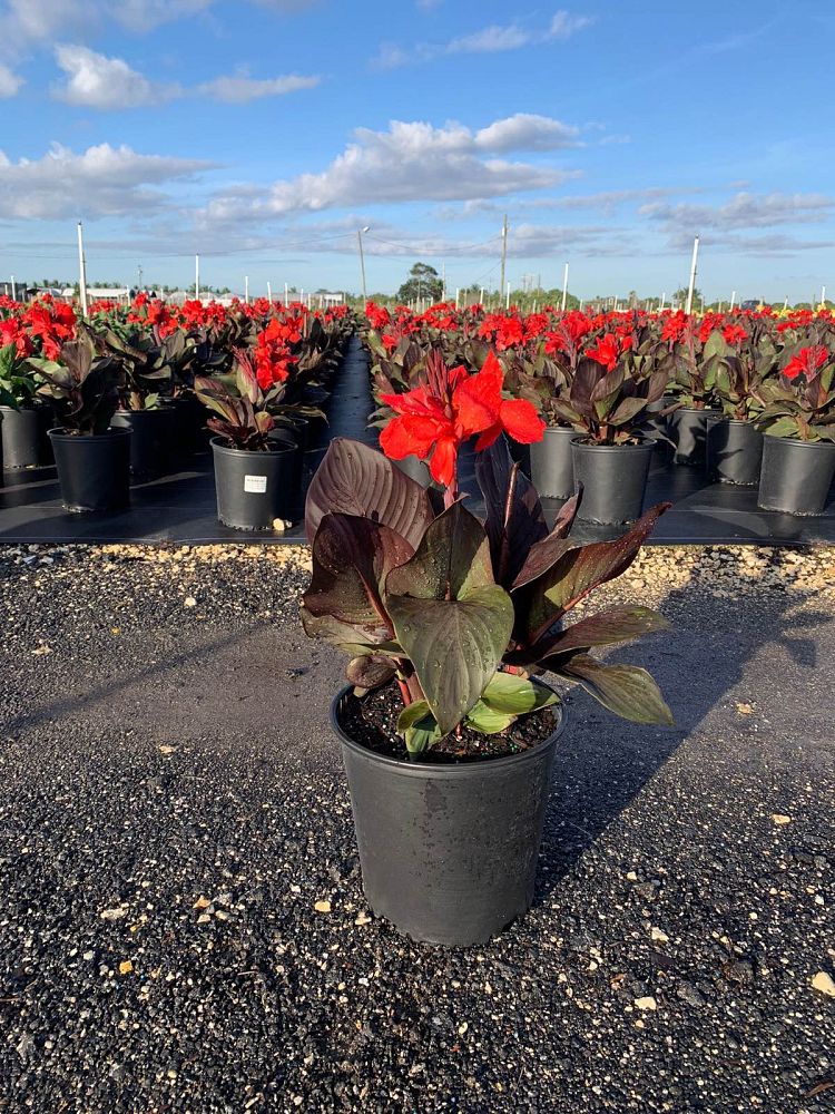 canna-x-generalis-bronze-scarlet-cannova-reg-bronze-scarlet-canna