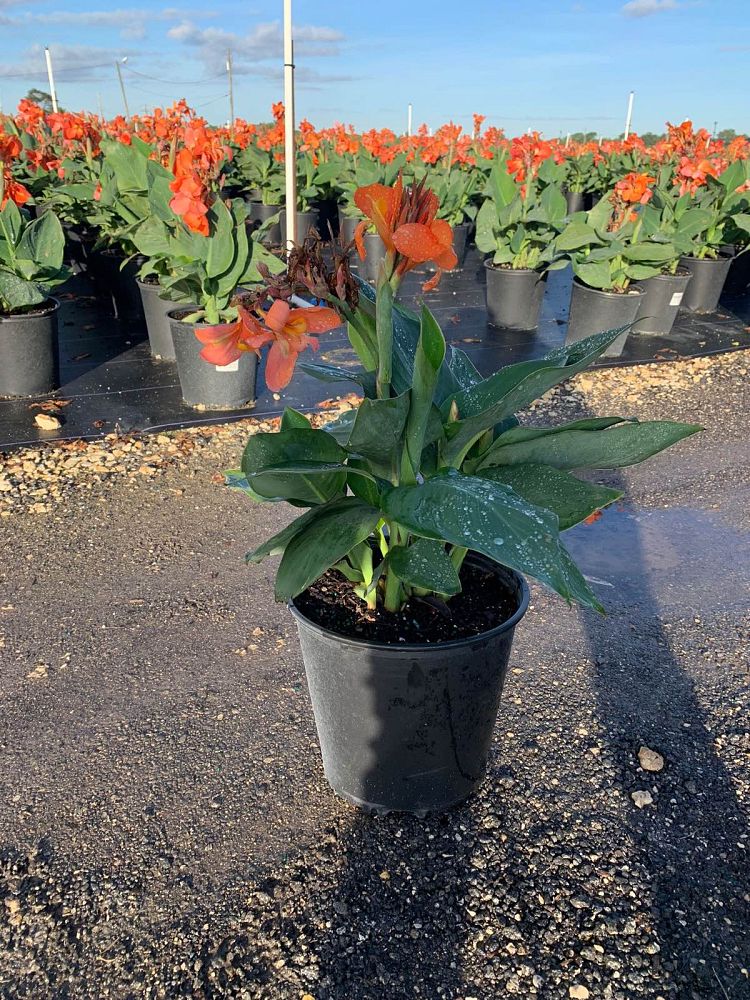 canna-x-generalis-orange-shades-cannova-reg-orange-shades-canna