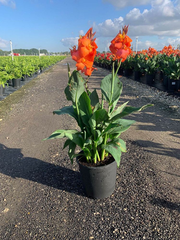 canna-x-generalis-orange-shades-cannova-reg-orange-shades-canna