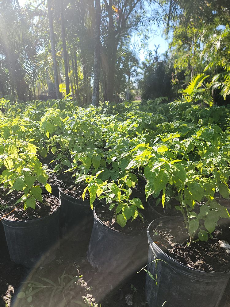 capsicum-annum-patio-red-marconi-sweet-pepper