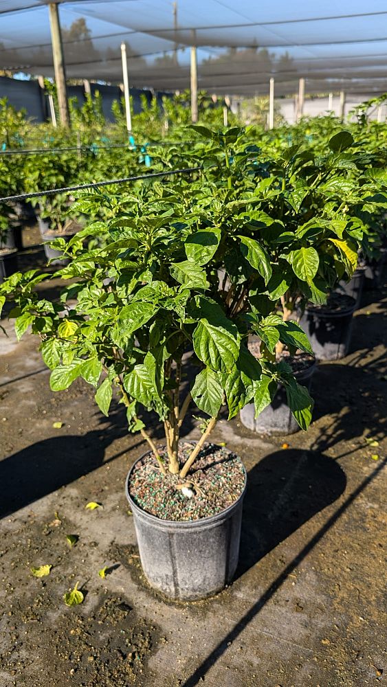 capsicum-pepper