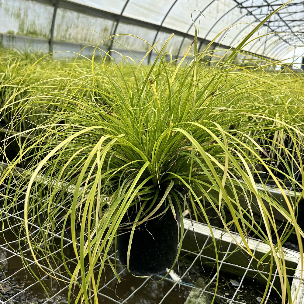 carex-oshimensis-everillo-oshima-kan-suge-japanese-sedge-carex-hachijoensis